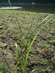 Cyperus glomeratus