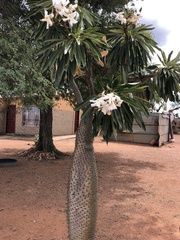 Pachypodium lamerei