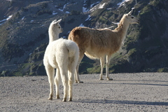Lama glama