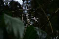 Calanthe arisanensis