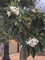 Pachypodium lamerei