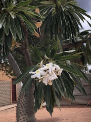 Pachypodium lamerei