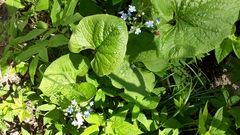 Brunnera sibirica