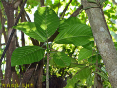 Dendrocnide meyeniana