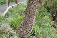 Phoenix canariensis image