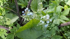 Brunnera sibirica