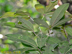 Turpinia ternata