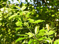 Turpinia ternata
