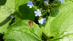 Brunnera sibirica