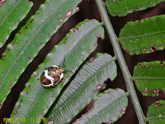Poecilocoris lewisi