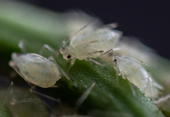 Macrosiphini