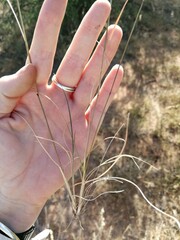 Aristida congesta