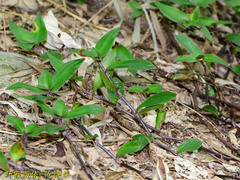 Belosynapsis ciliata