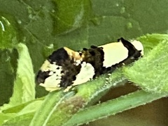 Monopis icterogastra