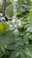 Brunnera sibirica