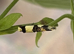 Monopis icterogastra