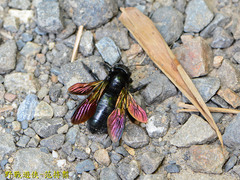 Xylocopa tranquebarorum