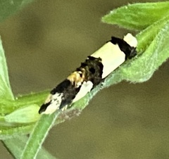 Monopis icterogastra