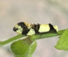 Monopis icterogastra