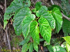 Begonia longifolia