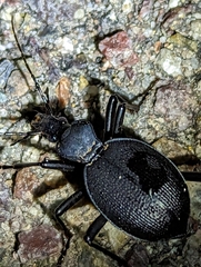 Scaphinotus interruptus