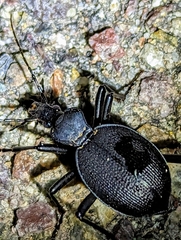 Scaphinotus interruptus