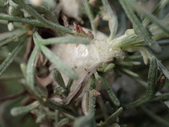 Rhopalomyia floccosa