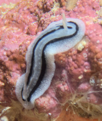 Phyllidiopsis xishaensis