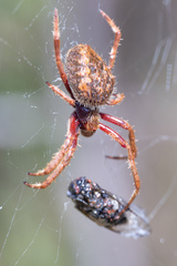 Socca pustulosa