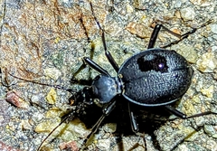 Scaphinotus interruptus