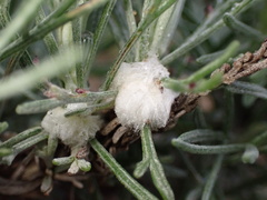 Rhopalomyia floccosa