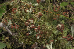 Cladonia cariosa