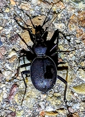 Scaphinotus interruptus