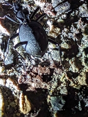 Scaphinotus interruptus