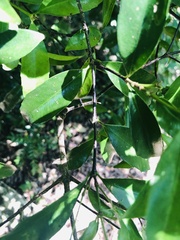 Cassipourea malosana