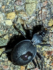 Scaphinotus interruptus