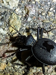 Scaphinotus interruptus