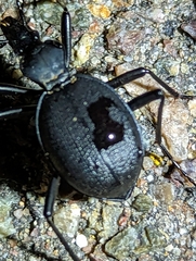 Scaphinotus interruptus