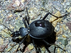 Scaphinotus interruptus