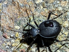 Scaphinotus interruptus