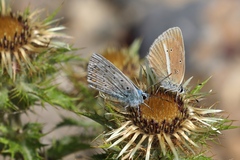 Polyommatus damon