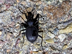 Scaphinotus interruptus