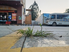 Eragrostis amabilis