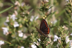 Aricia agestis