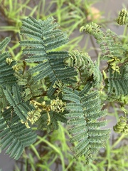 Vachellia bidwillii