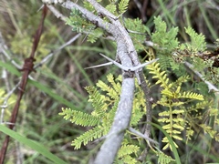 Vachellia bidwillii