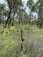 Vachellia bidwillii