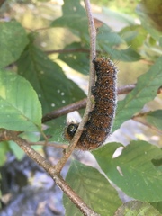 Acronicta hastulifera