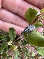 Pachyura australis