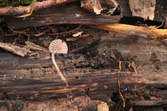 Mycena sanguinolenta